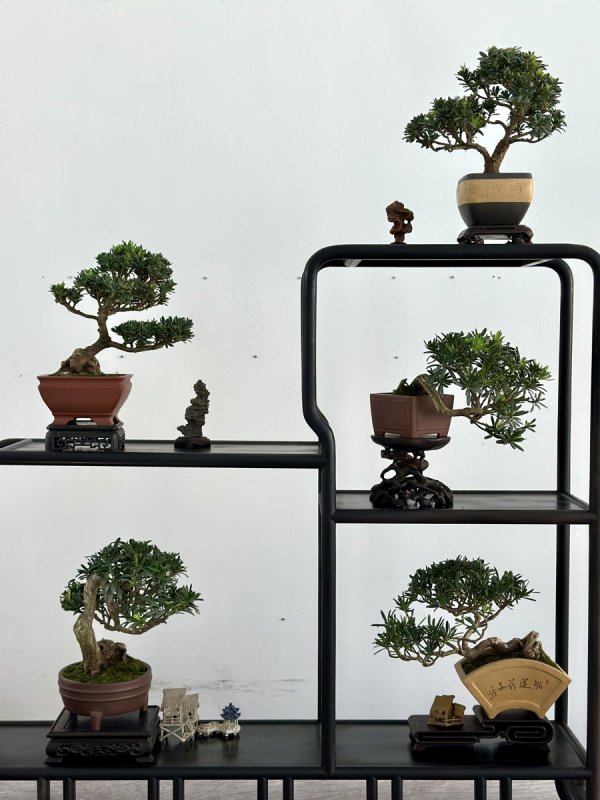 翼牛网 “小微盆景”破圈成都市人新宠，广泛的群众基础能否助力中国盆景技艺申遗？