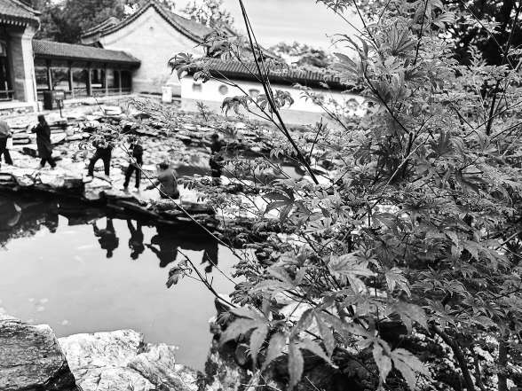 维嘉资本 北京香山推出三条主题赏红登山路线